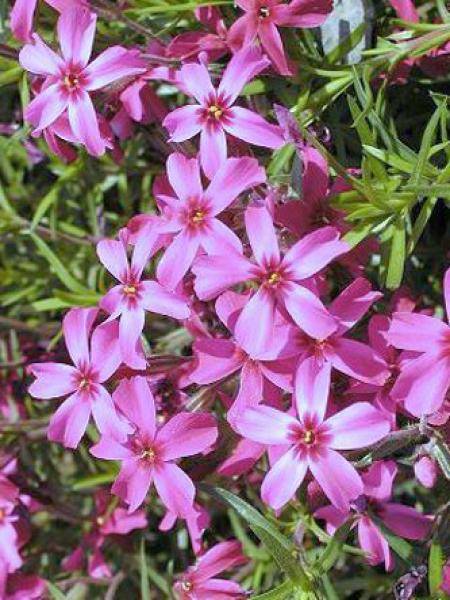 Promesse de Fleurs - Phlox mousse Scarlet Flame - Phlox subulata Pot de 2L/3L