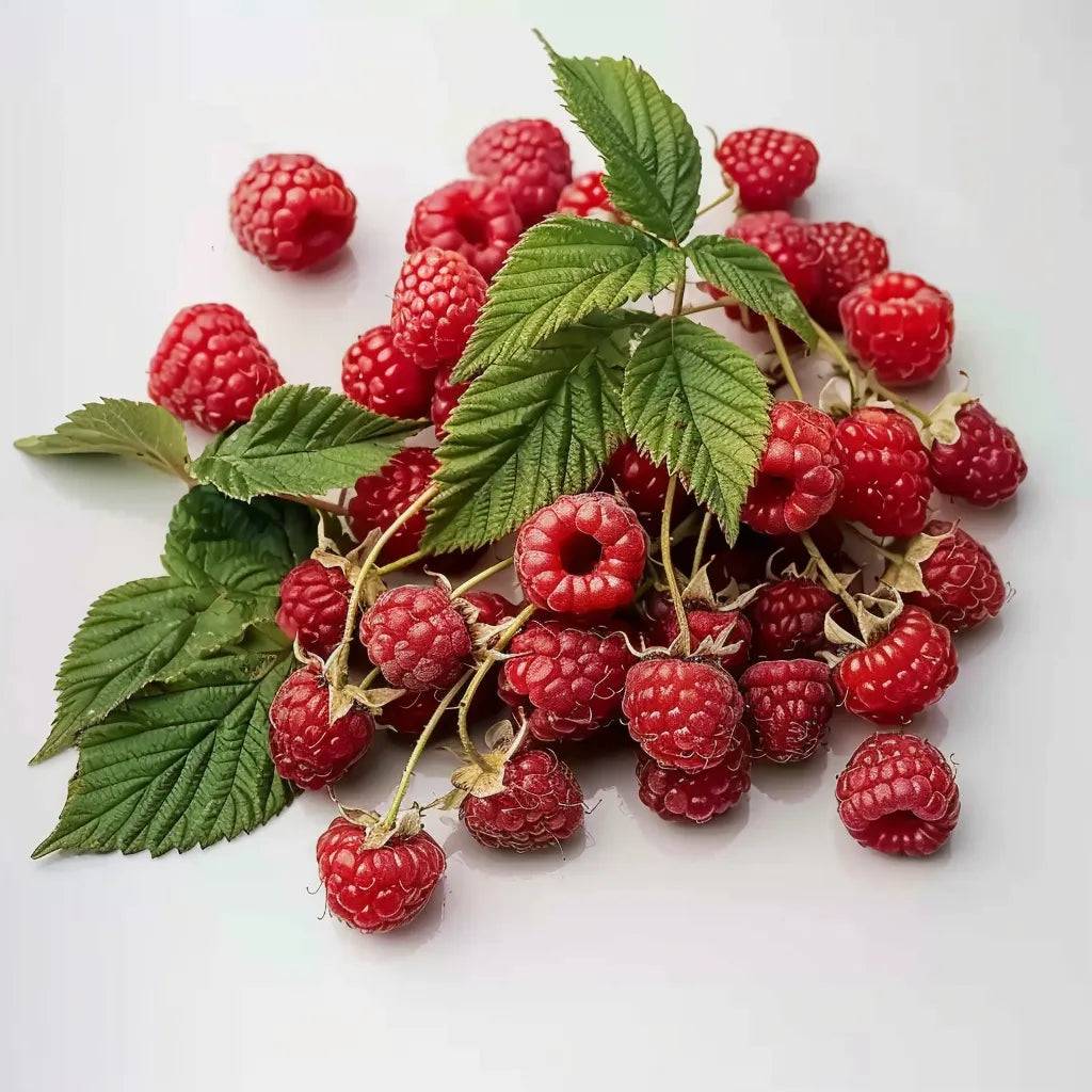 50 Graines de Framboise Sauvage - SemiSauvage Permaculture - Image 1