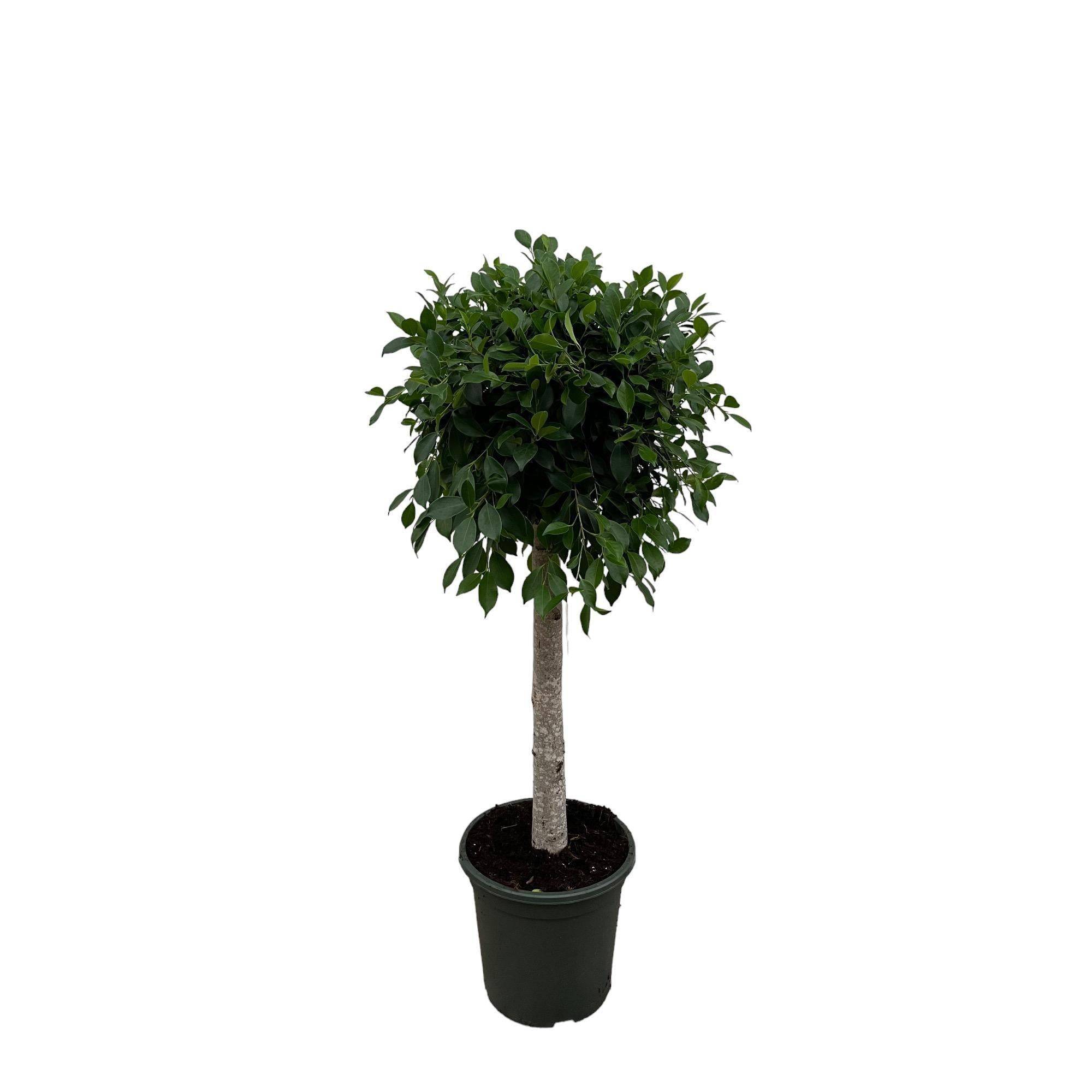 Ficus Nitida Sur Tige - D30 H130cm