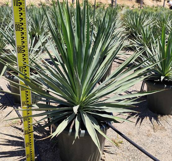 0 - Yucca gloriosa (Dague espagnole) Pot de 8 litres - 60/80 cm - Image 3
