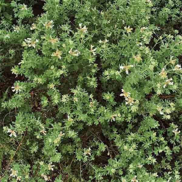 Promesse de Fleurs - Dorycnium hirsutum Godet de 8/9 cm