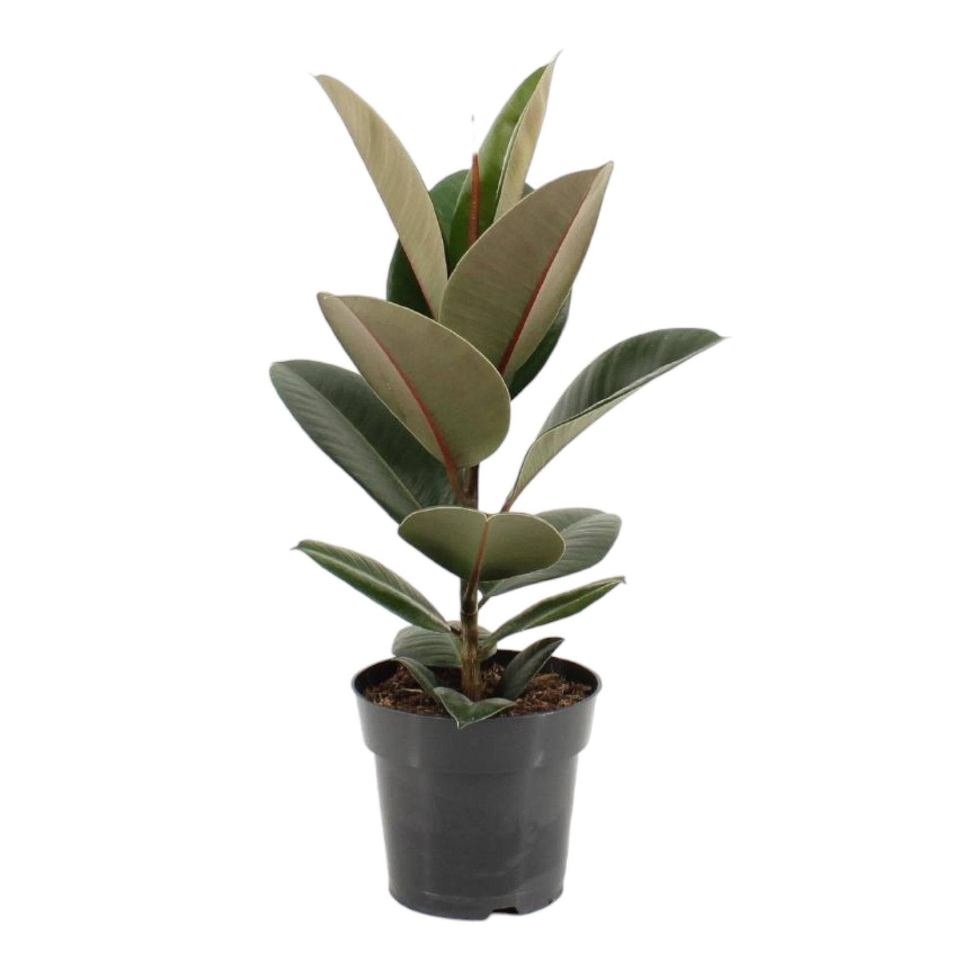 Ficus Elastica Robusta - D17 H55cm