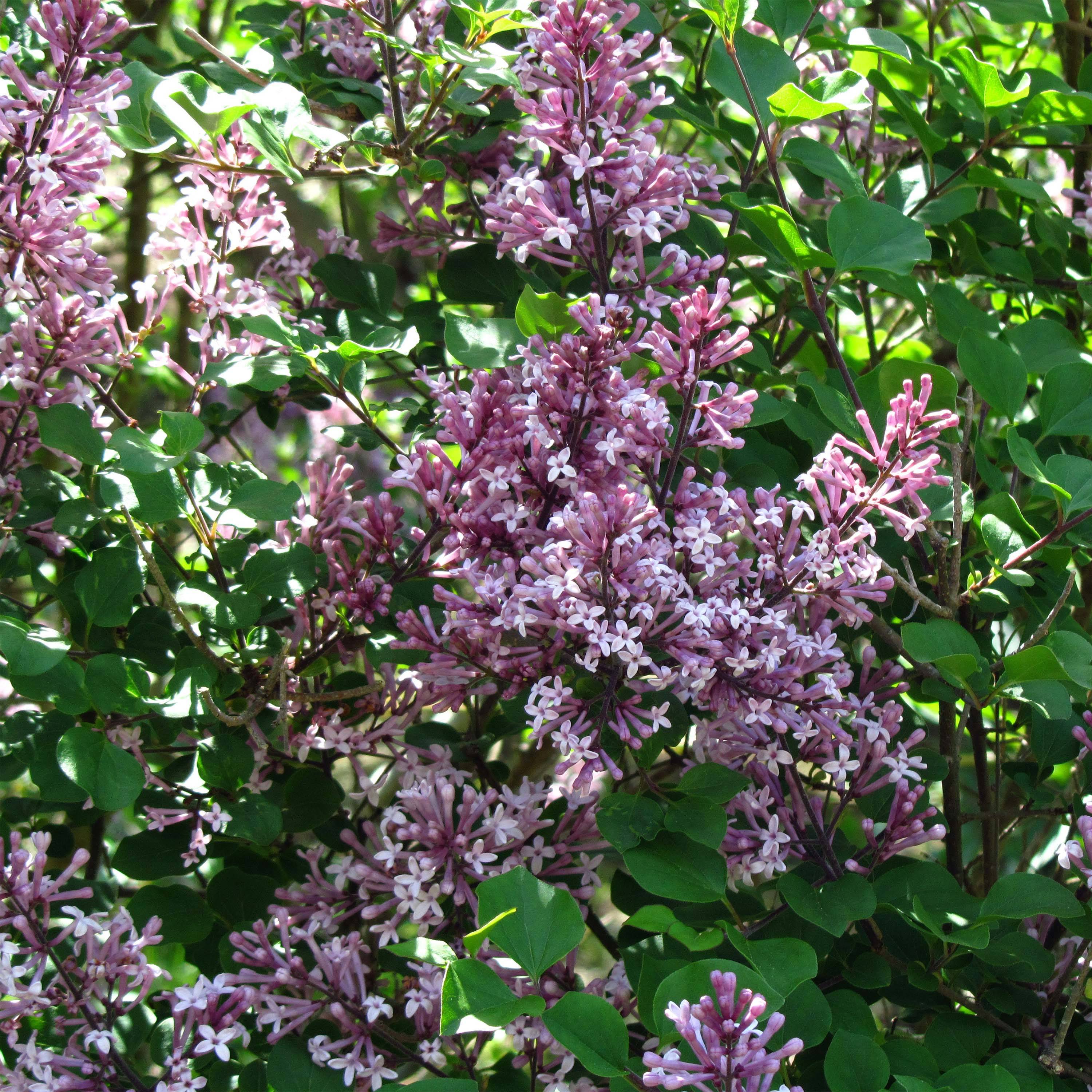 Lilas - Syringa meyeri Palibin Pot de 2L/3L - Image 1