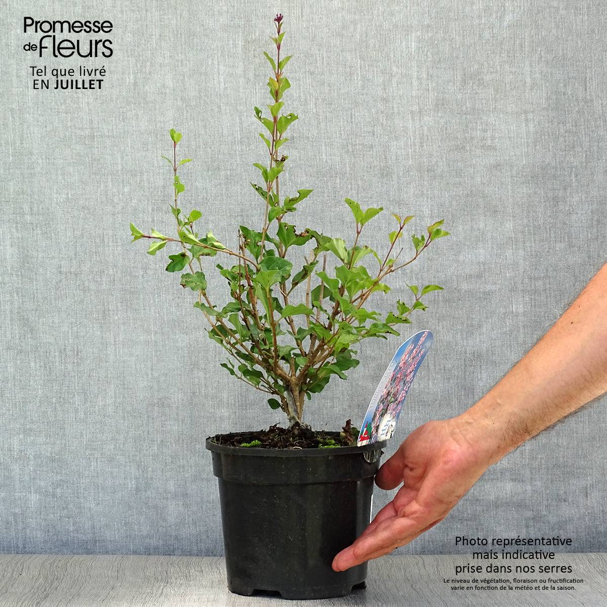 Lilas - Syringa meyeri Palibin Pot de 2L/3L - Image 2