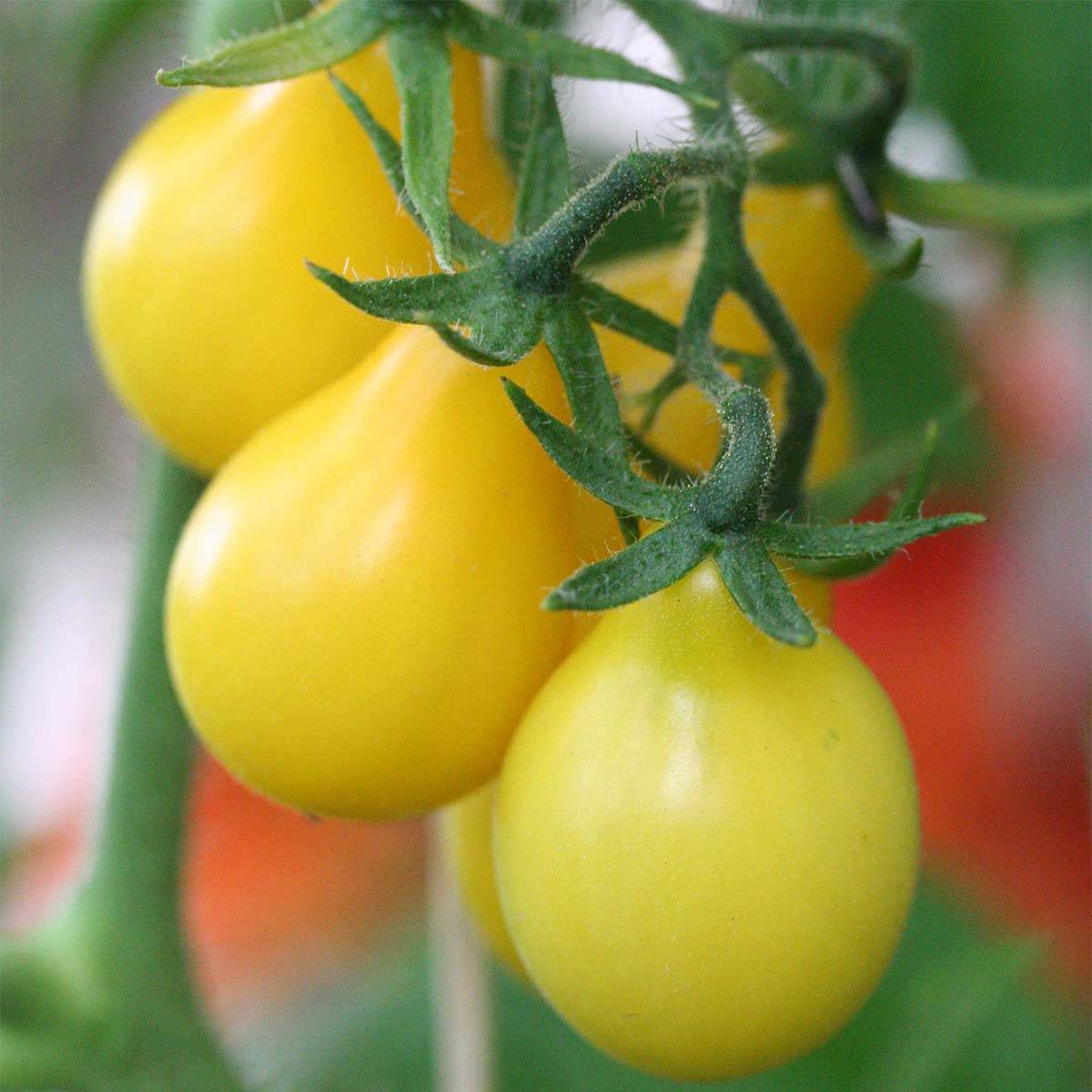 Tomate Poire jaune (Yellow Pearshaped) - Tomate Cerise le sachet de 250 graines environ (0,5g)