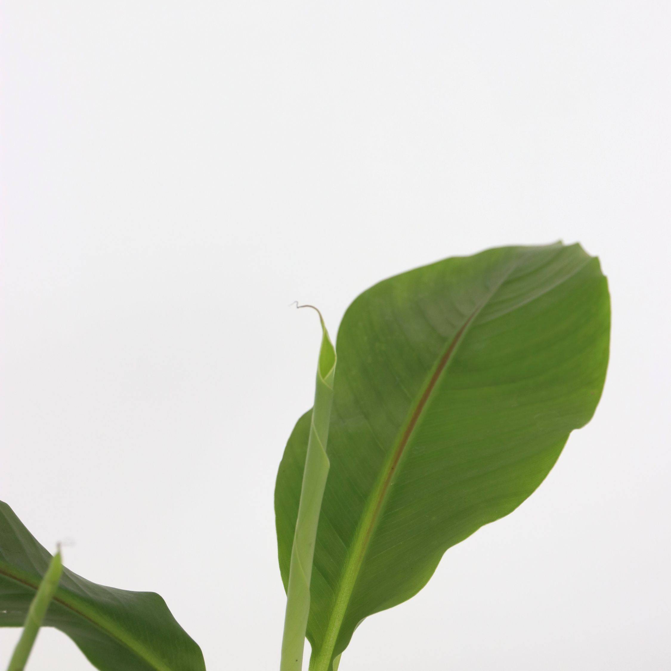 Plant In A Box - Bananier du Japon - Set de 6 - Musa basjoo - Hauteur 25-40cm - ⌀9cm - Image 3