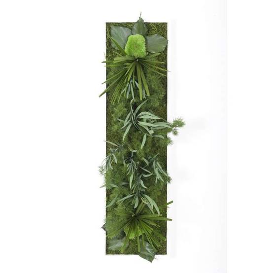 Tableau Végétal Stabilisé Hakoniwa - Tableau Végétal - Décoration d'Intérieur - 70*20 cm - Image 1