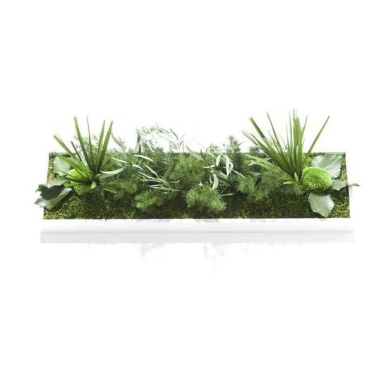 Tableau Végétal Stabilisé Hakoniwa - Tableau Végétal - Décoration d'Intérieur - 70*20 cm - Image 2