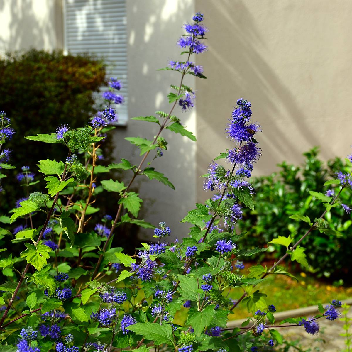 Caryopteris clandonensis Kew Blue - Spirée bleue Pot de 2L/3L