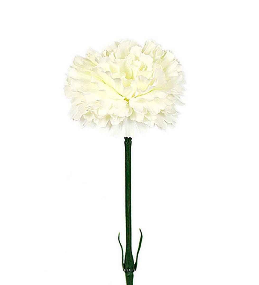 Artificielles - Oeillet artificiel H 55 cm superbe tête tissu D 8,50 cm Crème - couleur: Crème - Imagen 1