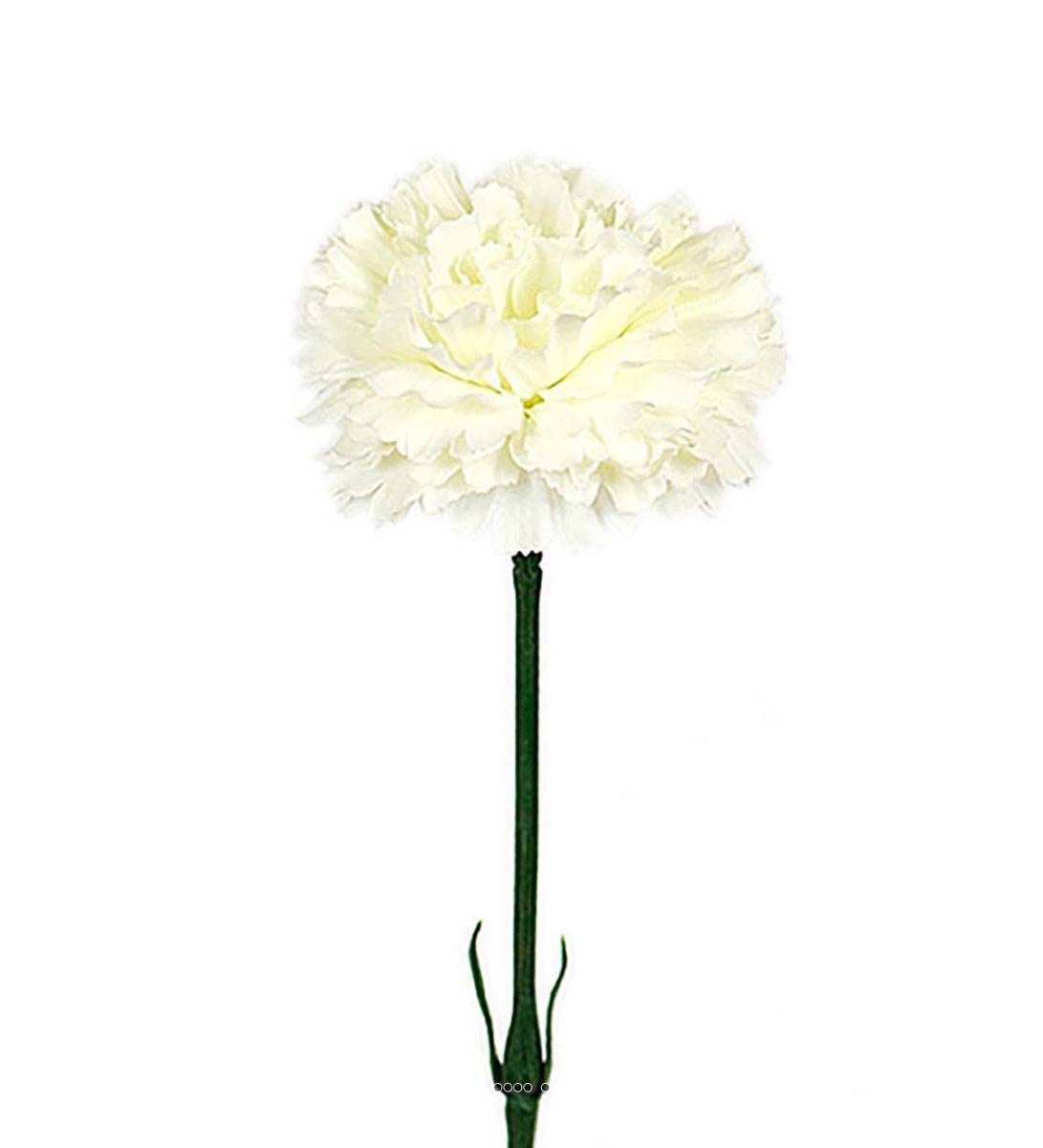 Artificielles - Oeillet artificiel H 55 cm superbe tête tissu D 8,50 cm Crème - couleur: Crème - Imagen 2