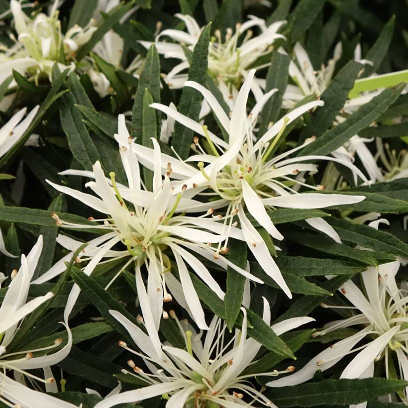 Promesse de Fleurs - Azalée japonaise Star Style White - Azalea japonica Pot de 3L/4L - Image 1