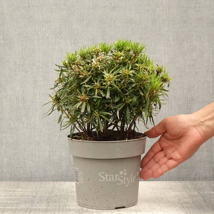 Promesse de Fleurs - Azalée japonaise Star Style White - Azalea japonica Pot de 3L/4L - Image 2