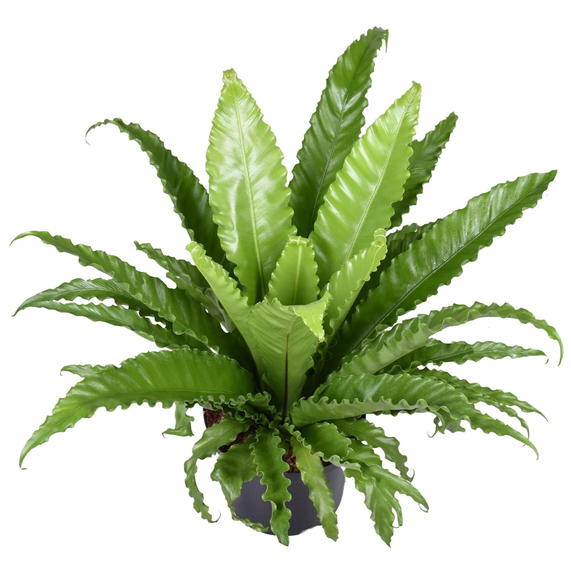Asplenium Osaka 60cm - Plante d'intérieur- La Green Touch - Image 1