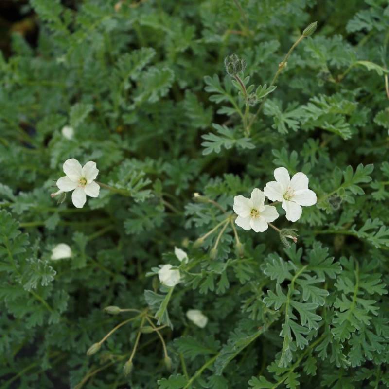 Bec de Grue chrysanthum, Erodium à fleurs Blanche/ - feuillage Persistant - Godet - 5/20 cm - Image 5