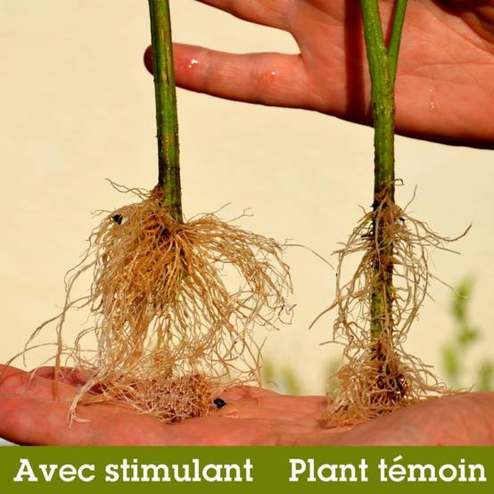 Auxirys - Stimulant racinaire d'origine naturelle - 500 ml - Image 5