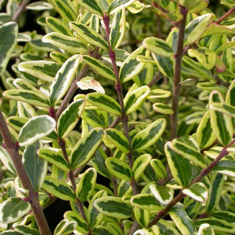 Chèvrefeuille arbustif panaché Lemon Beauty, Lonicera - Pot de 3L - 20/40 cm - Image 3
