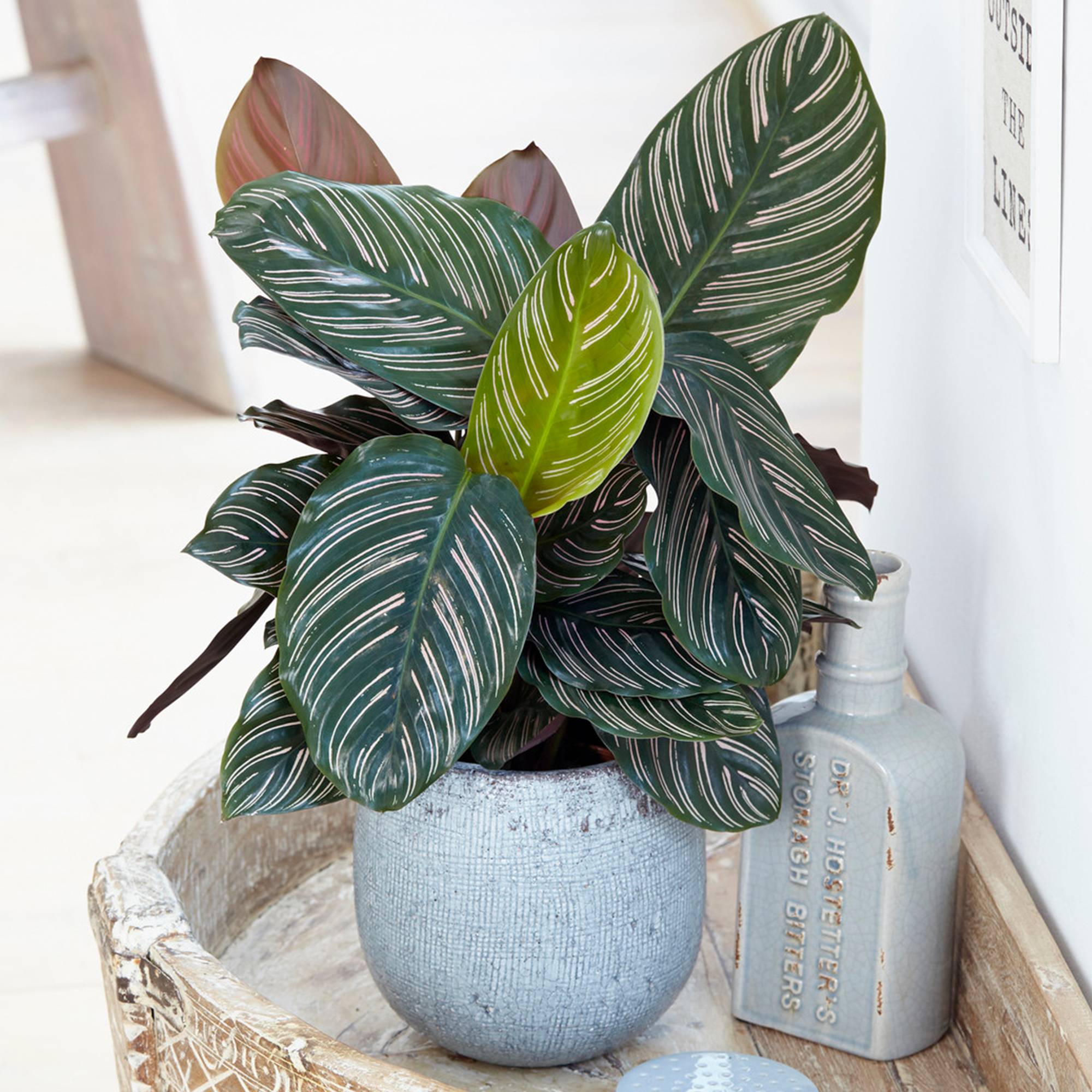 Gardenersdream - Calathea Ornata Populaire | Plante D'Intérieur À Fines Rayures En Pot 40-50Cm | Cadeau De Plante Qualité Supérieure - GardenersDream - Imagen 1