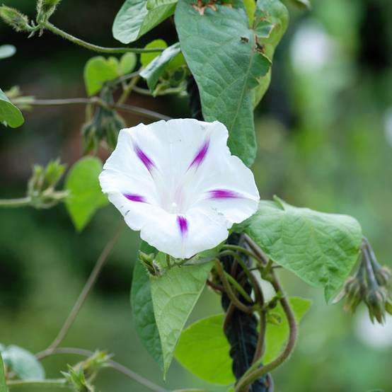 Graines d'Ipomée Shiva - Ipomoea purpurea le sachet de 30 graines environ (0,8g)