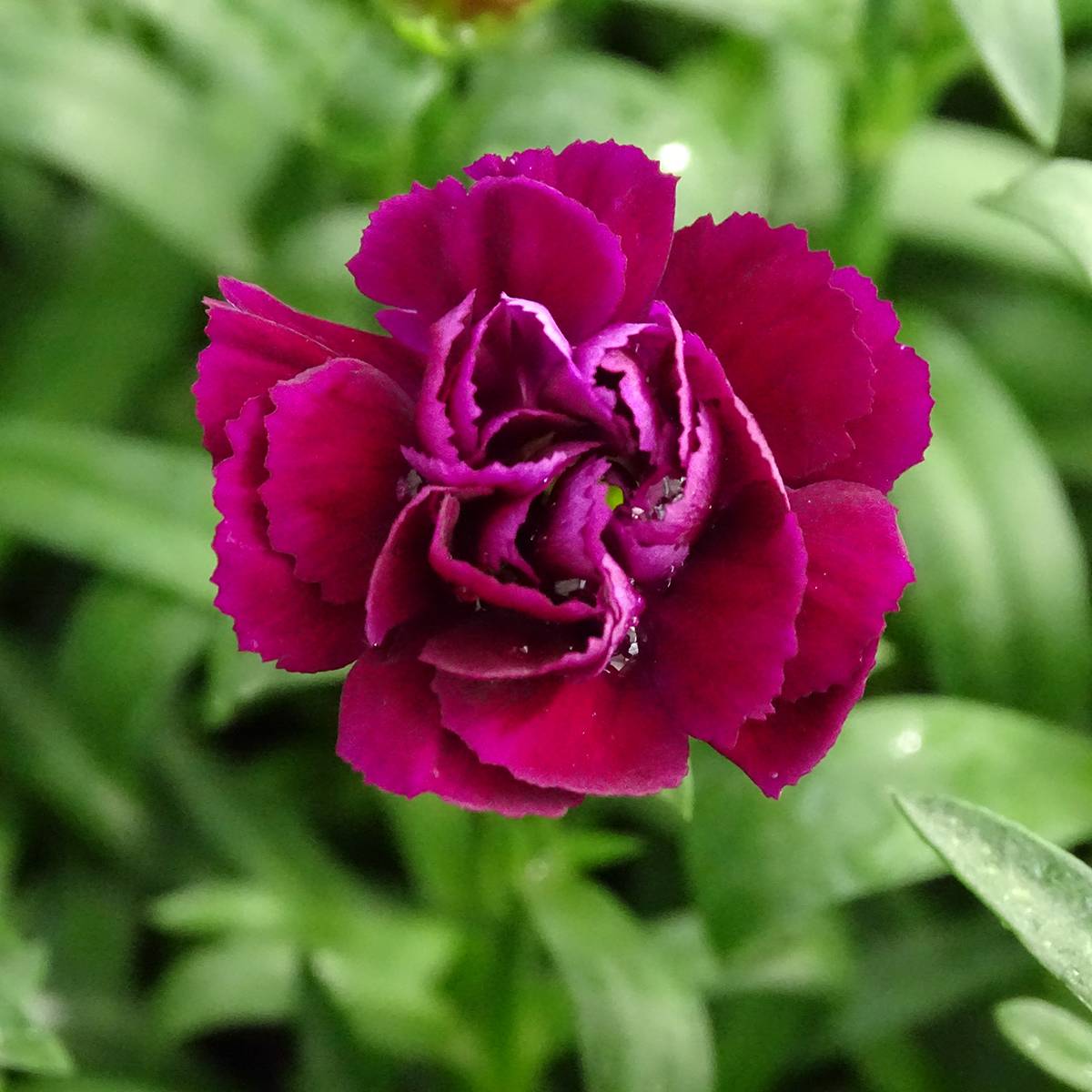 Oeillet double vivace Sunflor Beetle - Dianthus hybride Mini-motte Ø 1,5/2,5 cm (par 5)
