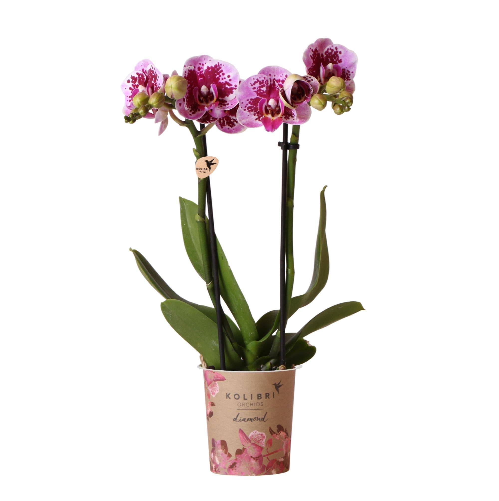 La Green Touch - Orchidée rose et violette et son cache-pot - h35cm, Ø9cm 35cm - Plante d'intérieur- La Green Touch - Imagen 1
