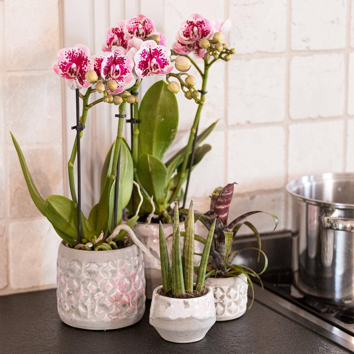 La Green Touch - Orchidée rose et violette et son cache-pot - h35cm, Ø9cm 35cm - Plante d'intérieur- La Green Touch - Imagen 5