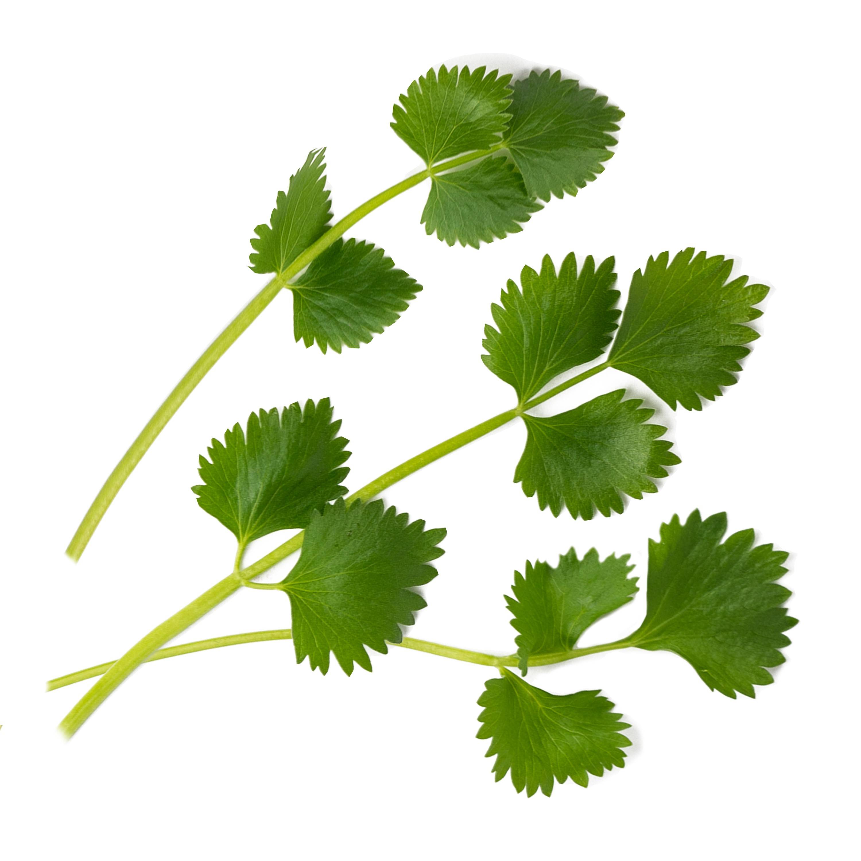 Veritable - Lingot Anis vert BIO - Recharge prête à l'emploi - Véritable - Imagen 2