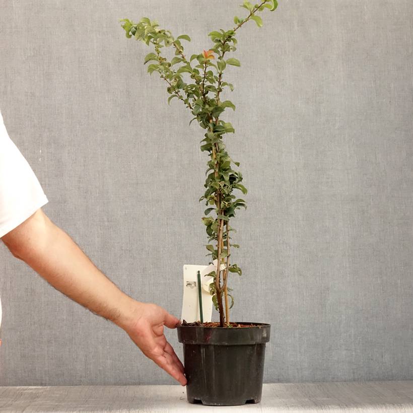 Cognassier du Japon - Chaenomeles x superba Salmon Horizon Pot de 2L/3L - Image 2