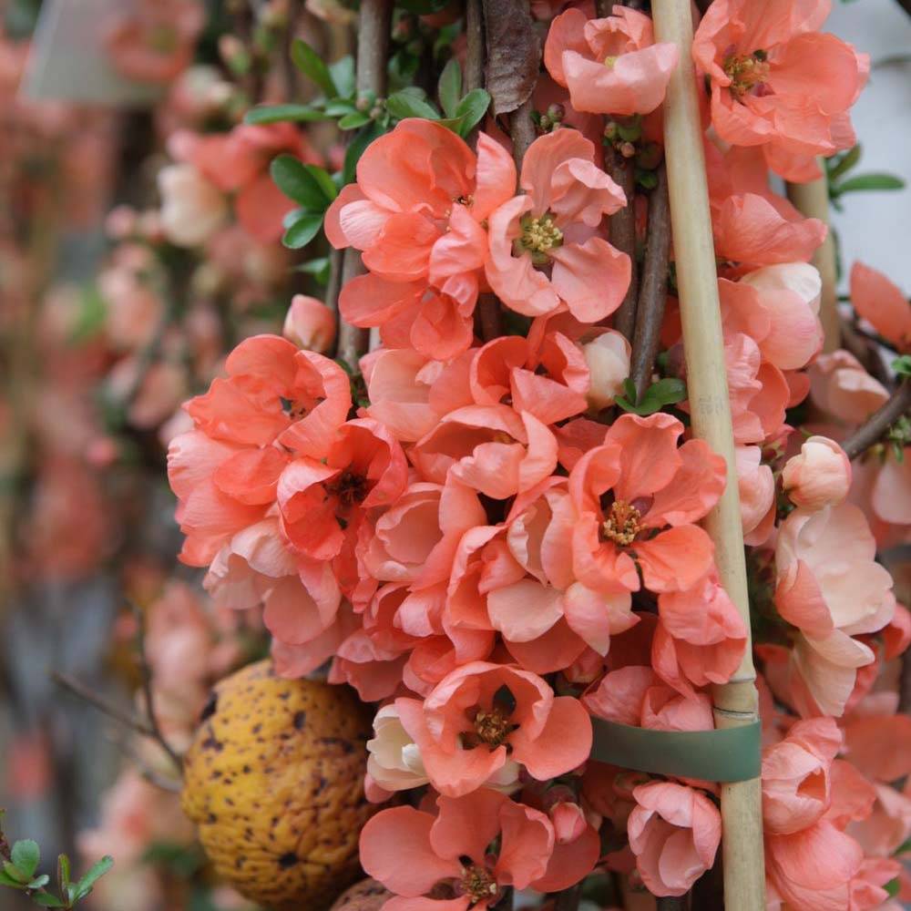 Cognassier du Japon - Chaenomeles x superba Salmon Horizon Pot de 2L/3L - Image 1