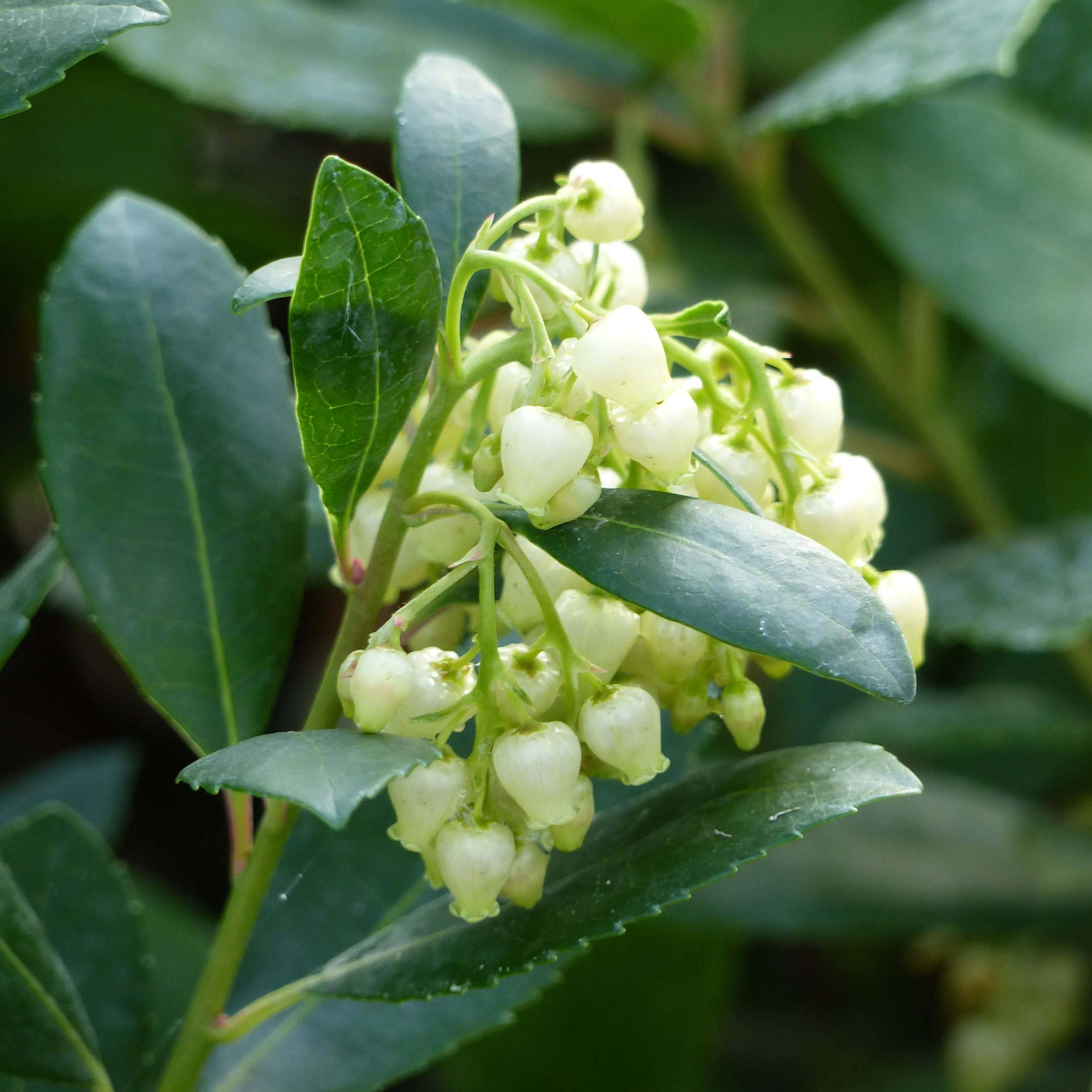 Arbutus unedo Compacta - Arbousier Pot de 7,5L/10L