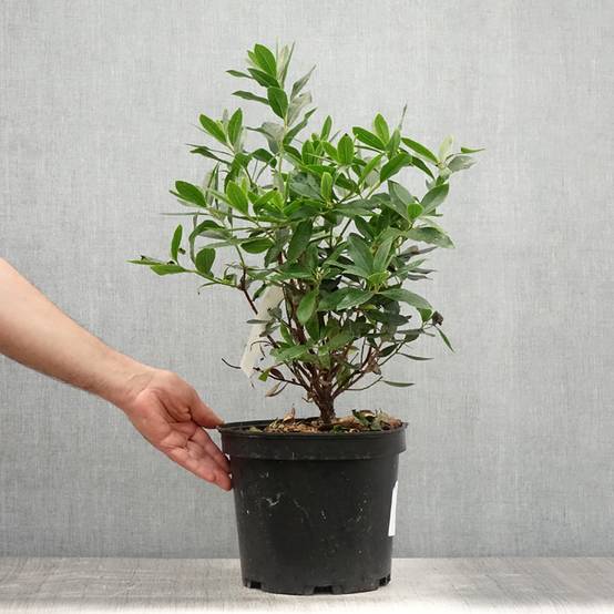 Arbutus unedo Compacta - Arbousier Pot de 7,5L/10L - Image 2