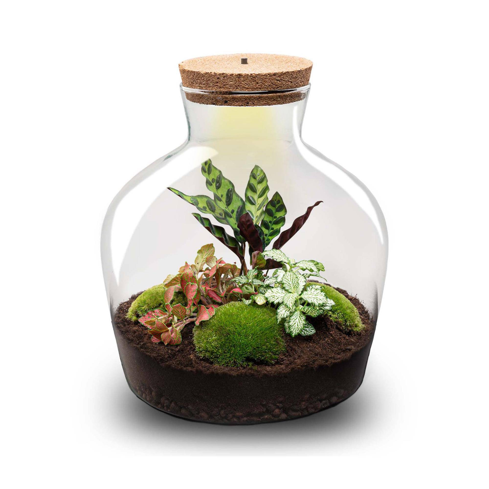 Terrarium à composer bouteille en verre recyclé - Ø29-H30cm - sans outils - Calathea Fittonia - Terrarium DIY - Image 1