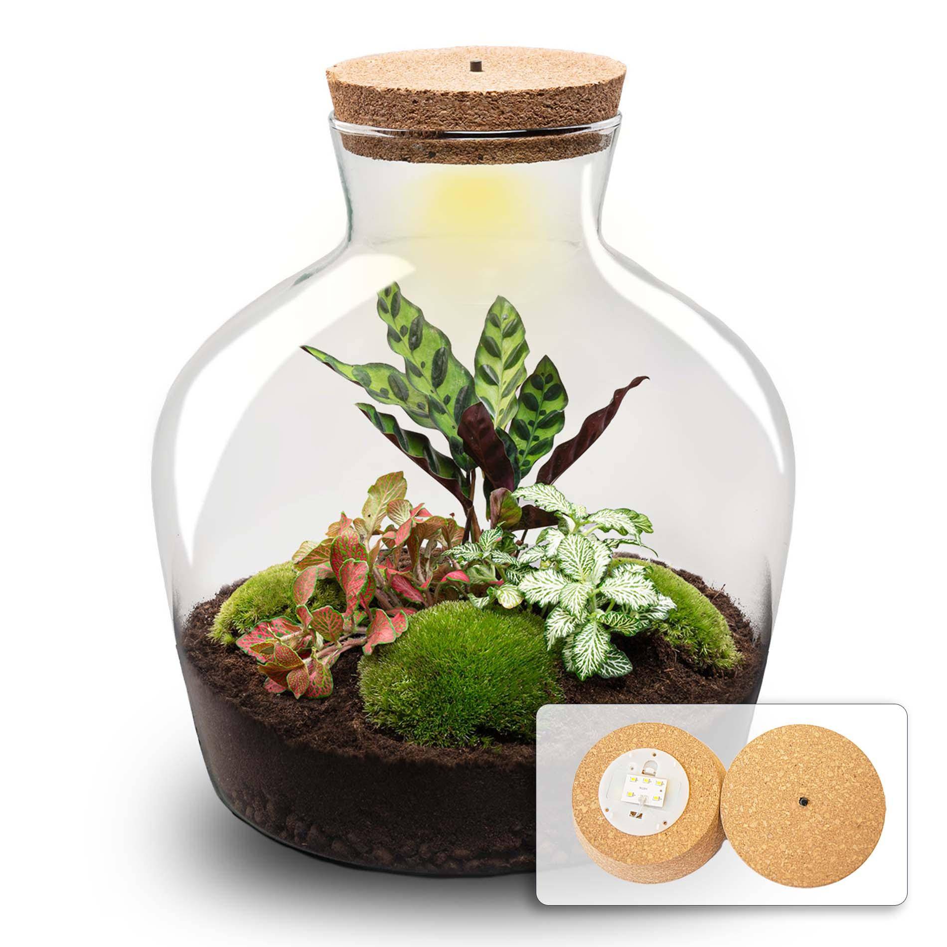 Terrarium à composer bouteille en verre recyclé - Ø29-H30cm - sans outils - Calathea Fittonia - Terrarium DIY - Image 3