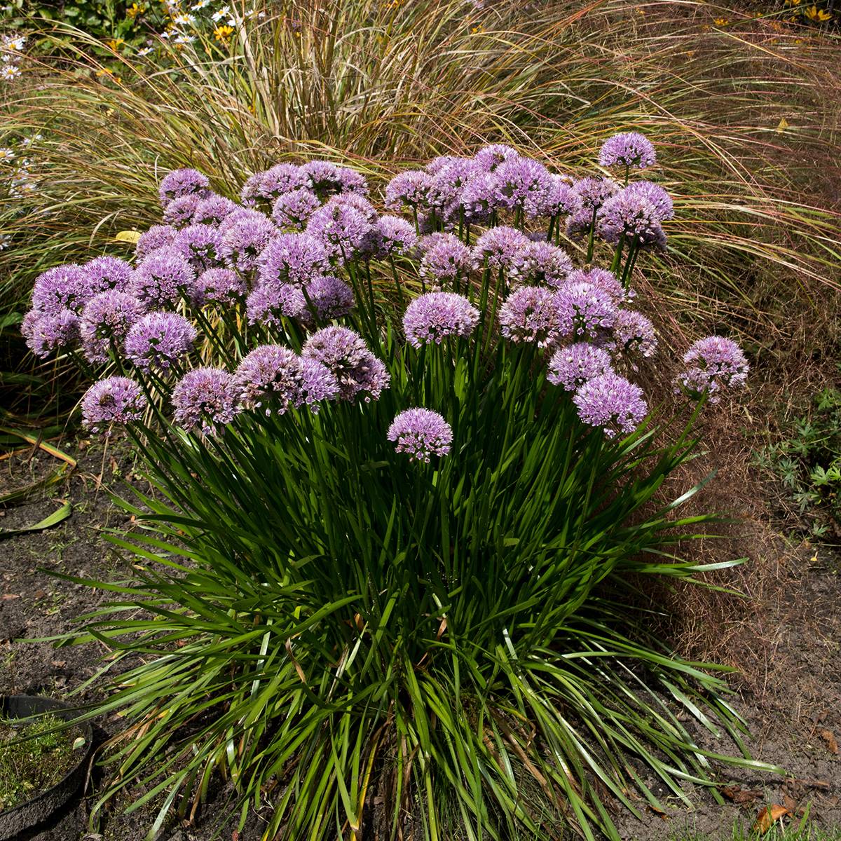 Promesse de Fleurs - Ail d'ornement - Allium senescens Summer Beauty Pot de 2L/3L calibre I