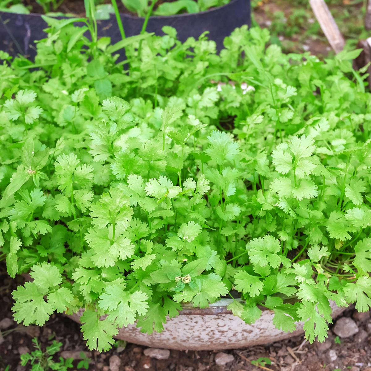 Promesse de Fleurs - Coriandre cultivée le sachet de 120 graines environ (2g)