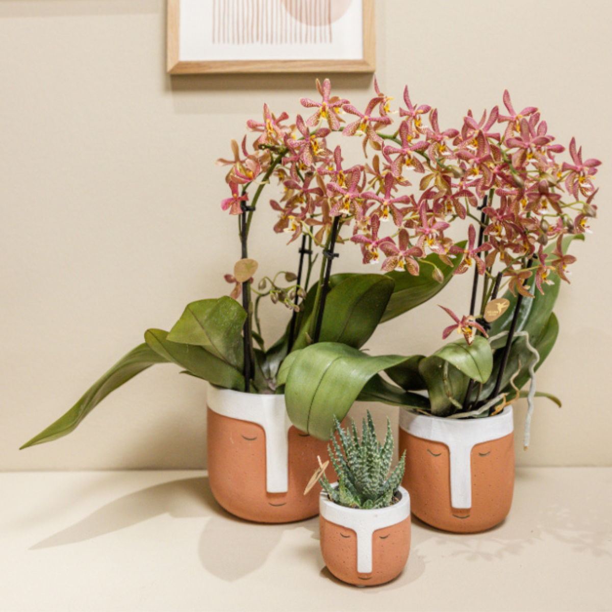 Orchidée Phalaenopsis 'Spider' orange - Pot de 9cm - Plantes d'intérieur - Image 6