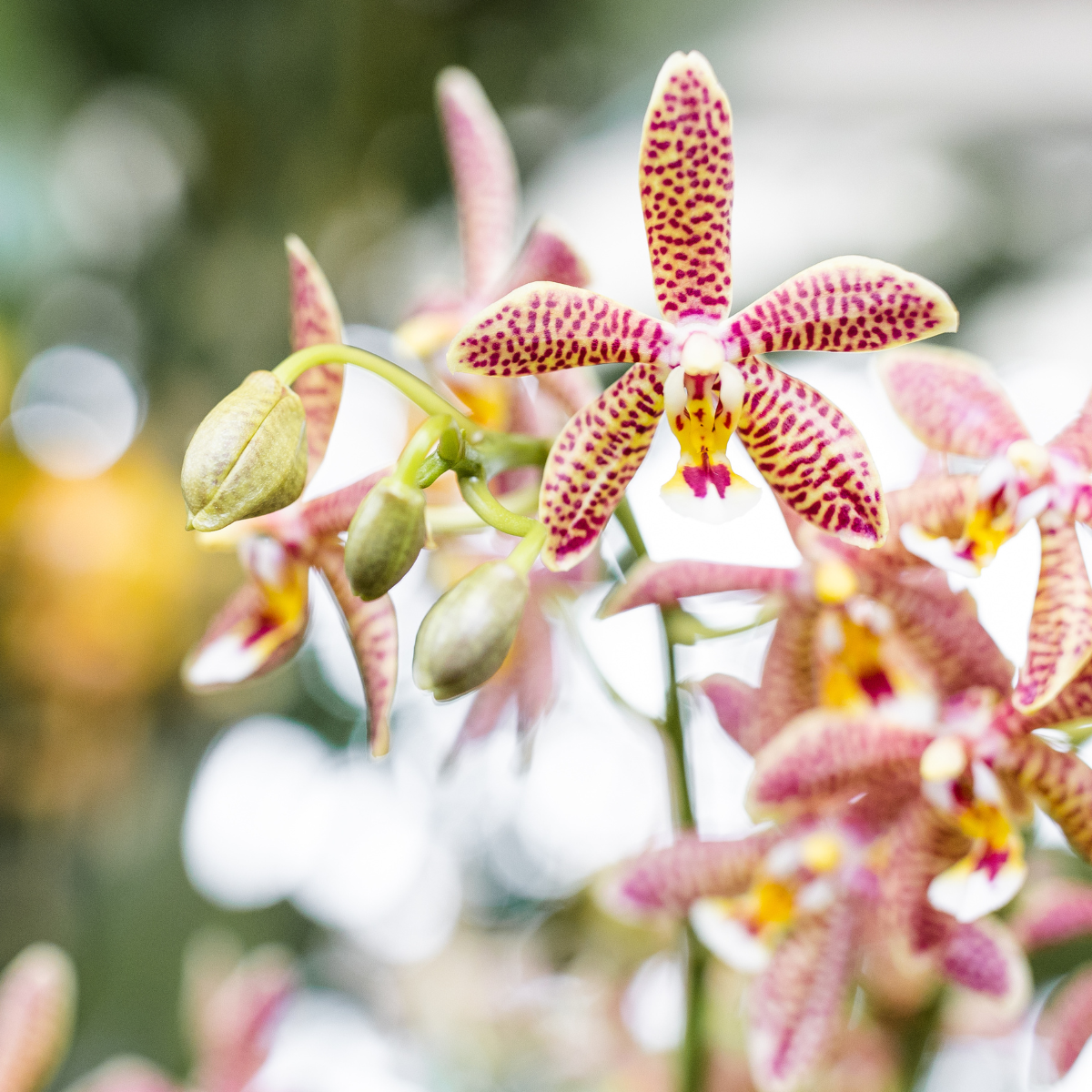 Orchidée Phalaenopsis 'Spider' orange - Pot de 9cm - Plantes d'intérieur - Image 2