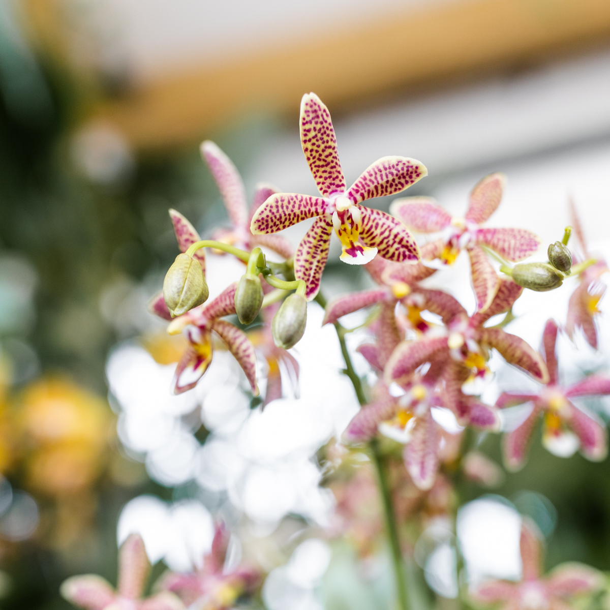 Orchidée Phalaenopsis 'Spider' orange - Pot de 9cm - Plantes d'intérieur - Image 4