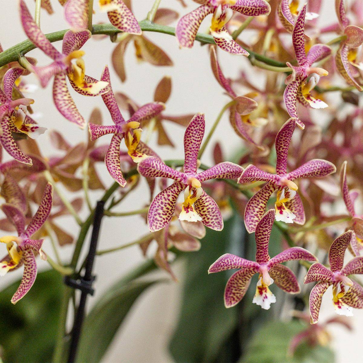 Orchidée Phalaenopsis 'Spider' orange - Pot de 9cm - Plantes d'intérieur - Image 3