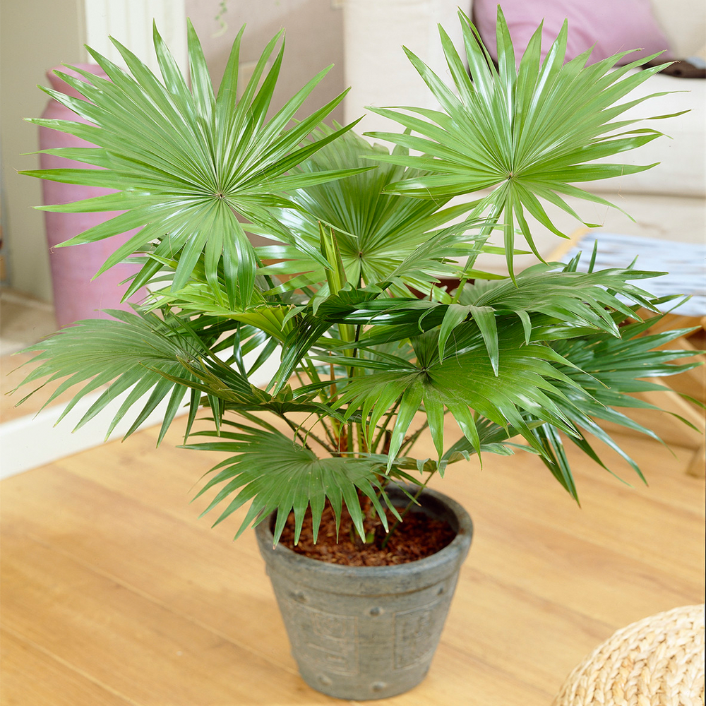 Gardenersdream - Plante D'Intérieur Décorative Livistona Palmier Tropical Cadeau Parfait Plante En Pot 12 Cm - GardenersDream - Imagen 1