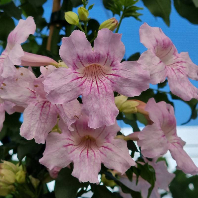 Bignone rose Comtesse Sarah à fleurs Rose - feuillage Caduc - Pot de 3L - Echelle bambou 60/120 cm-  hauteur à maturité De 2,50 m à 3,00 m - Imagen 2