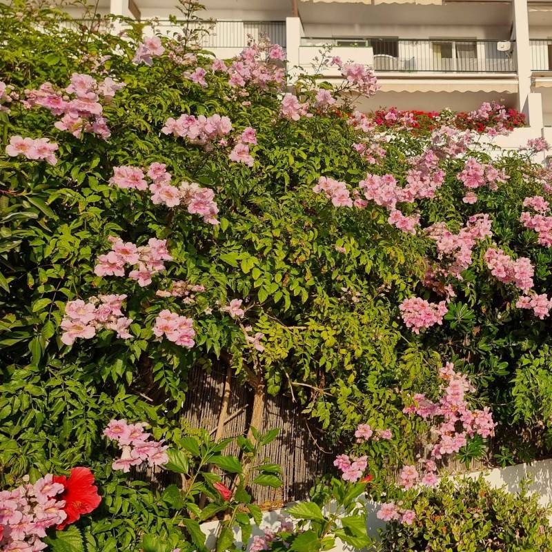 Bignone rose Comtesse Sarah à fleurs Rose - feuillage Caduc - Pot de 3L - Echelle bambou 60/120 cm- hauteur à maturité De 2,50 m à 3,00 m - Image 4