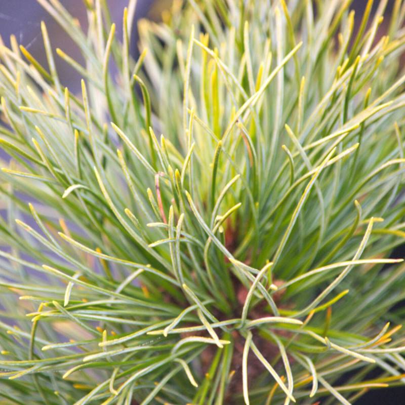 Pin cembro nain Compacta Glauca, Pinus - Pot de 5L - 40/60 cm - Imagen 1