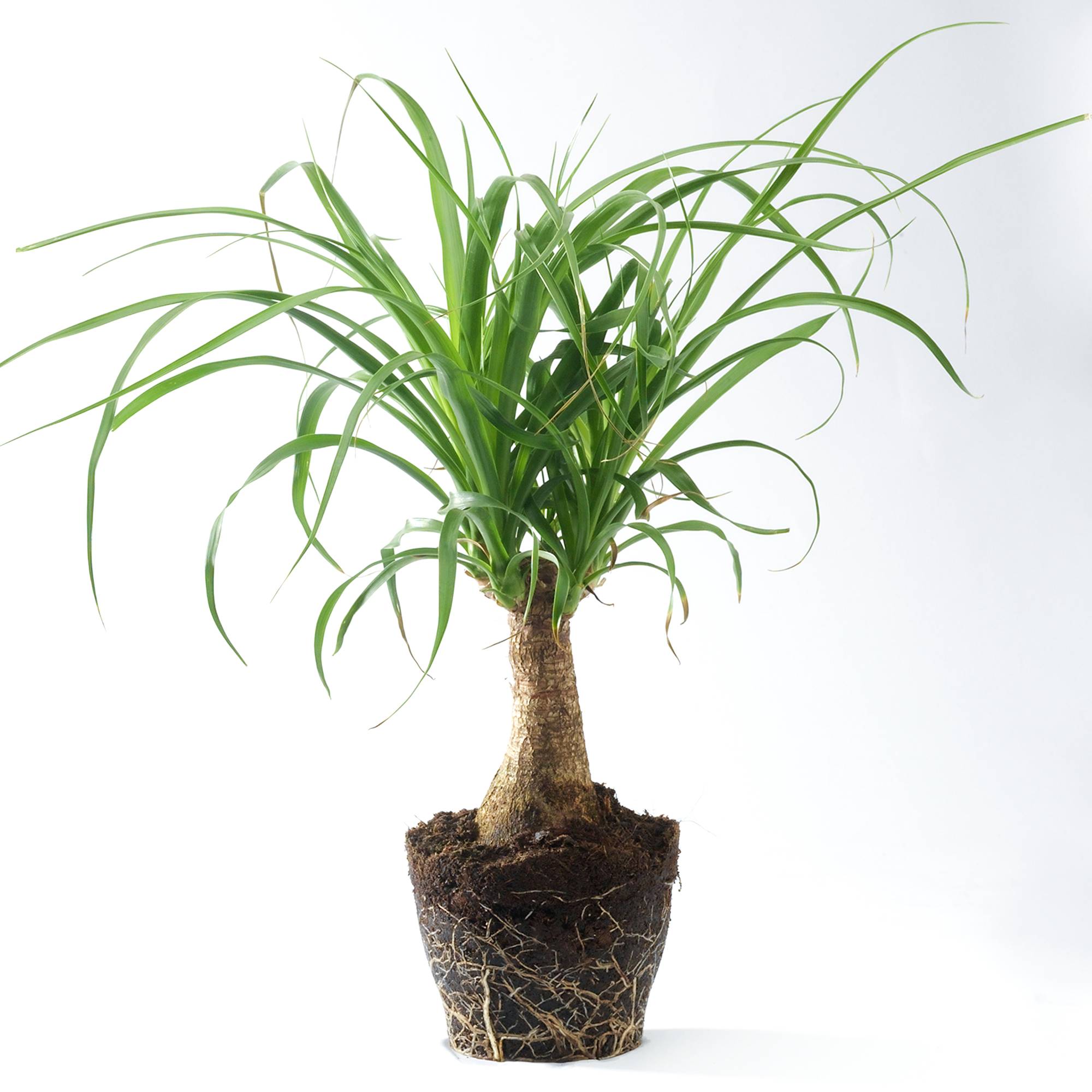Gardenersdream - 1 Plante Pied D’Éléphant Beaucarnea Recurvarta À Feuilles Persistantes (40-50 Cm Pot Inclus) - GardenersDream - Imagen 1
