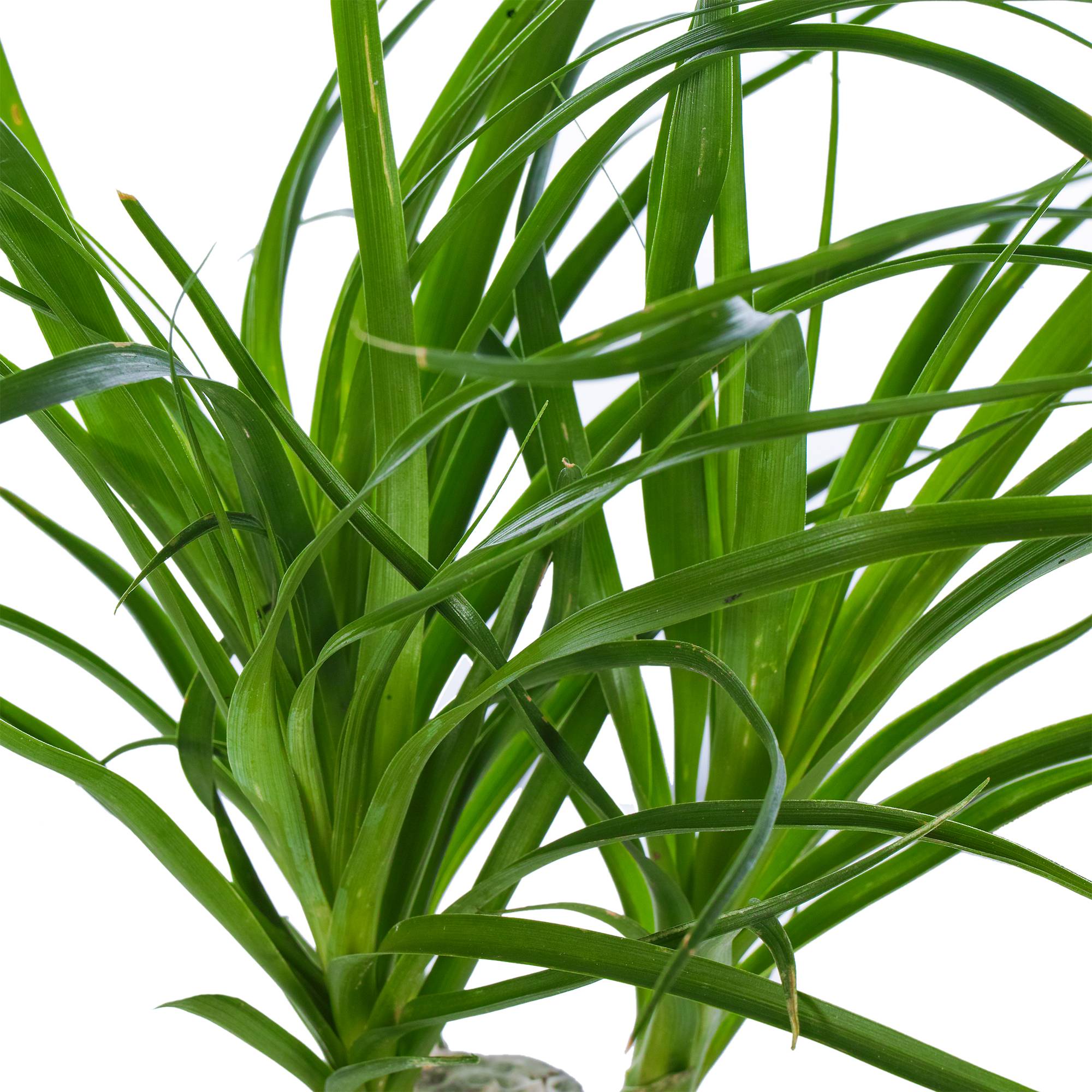 Gardenersdream - 1 Plante Pied D’Éléphant Beaucarnea Recurvarta À Feuilles Persistantes (40-50 Cm Pot Inclus) - GardenersDream - Imagen 4