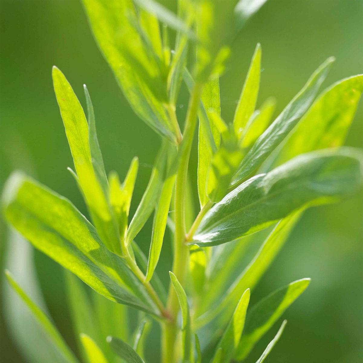 Estragon de Russie Bio - Ferme de Sainte Marthe le sachet de 250 graines environ