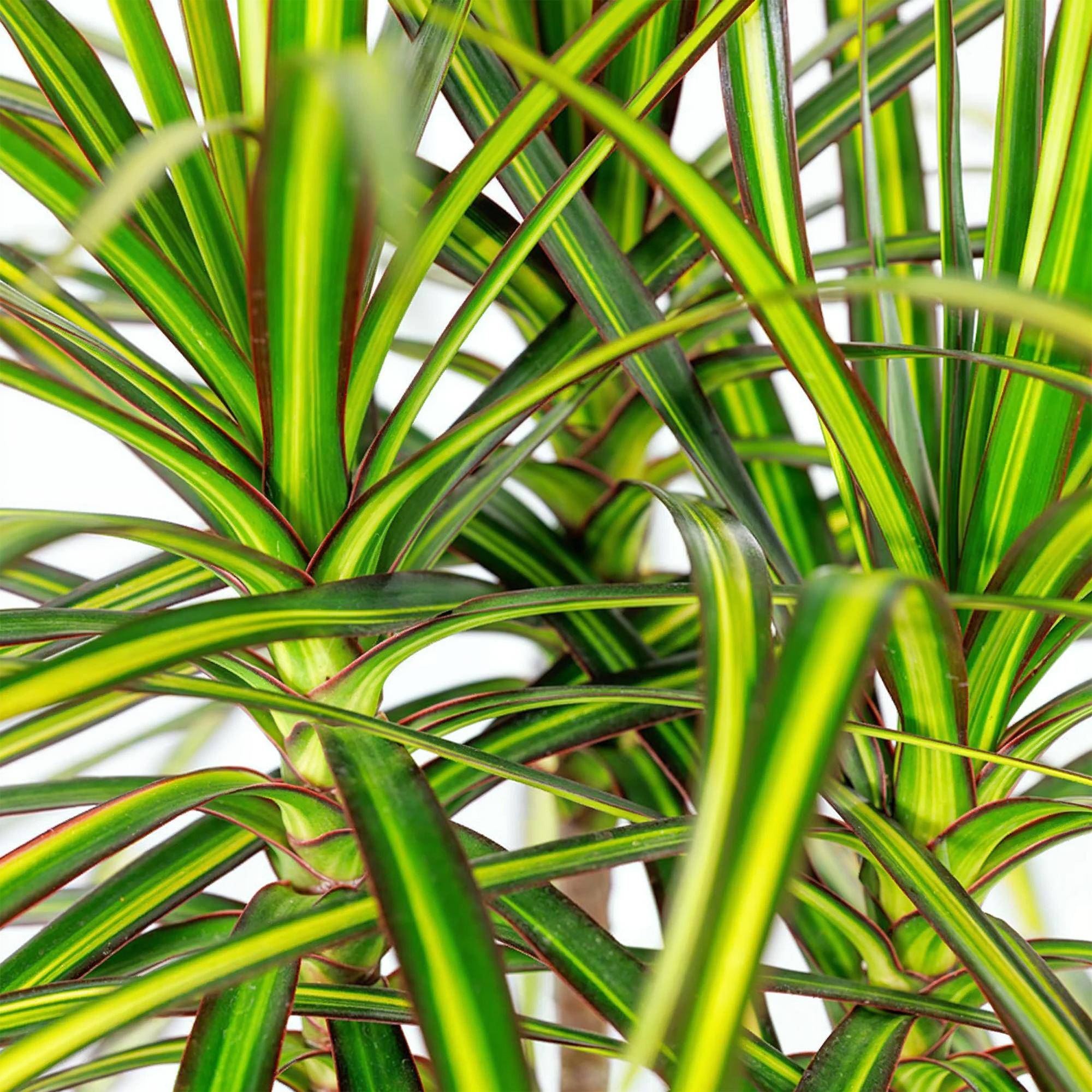 Dracaena Sunray - Pot de 17cm - Plantes d'intérieur - Image 5