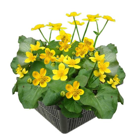 0 - Populage des Marais Bassin - Floraison Jaune - Printemps - 8 Pièces - Image 1