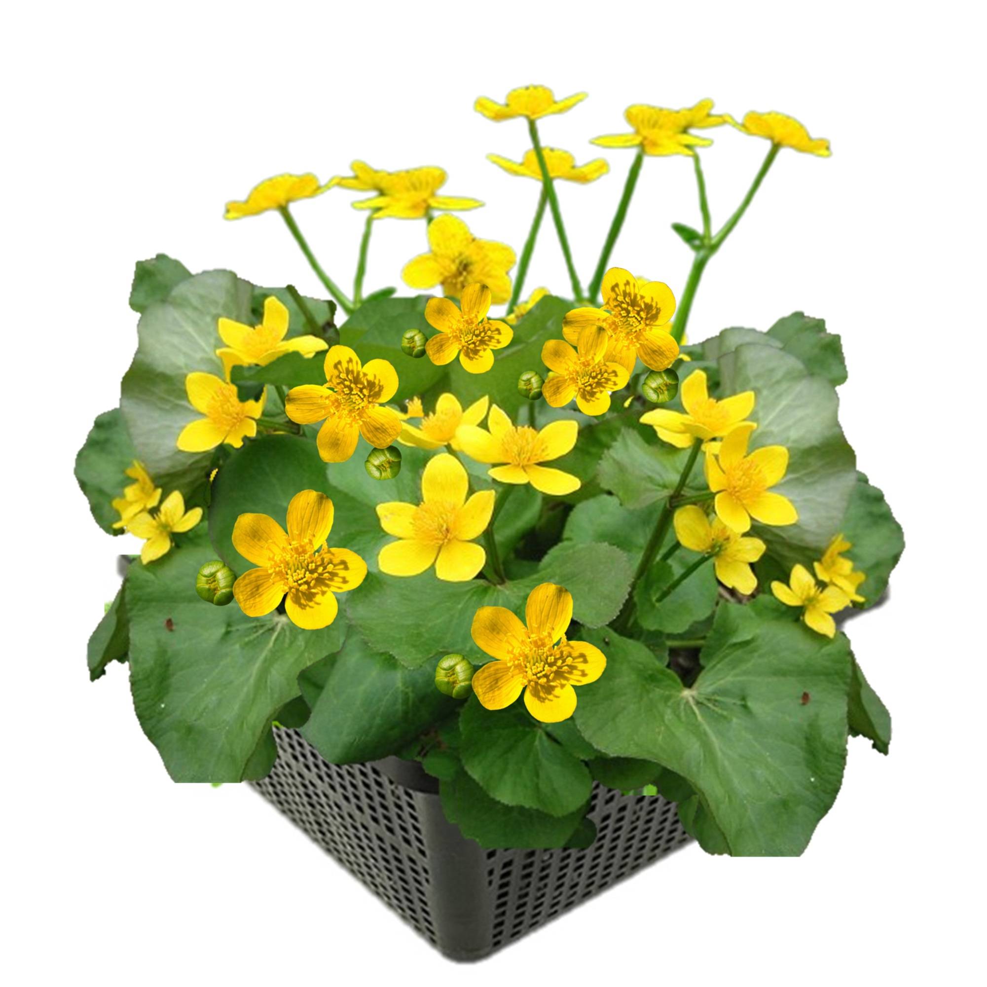 0 - Populage des Marais Bassin - Floraison Jaune - Printemps - 8 Pièces - Image 1