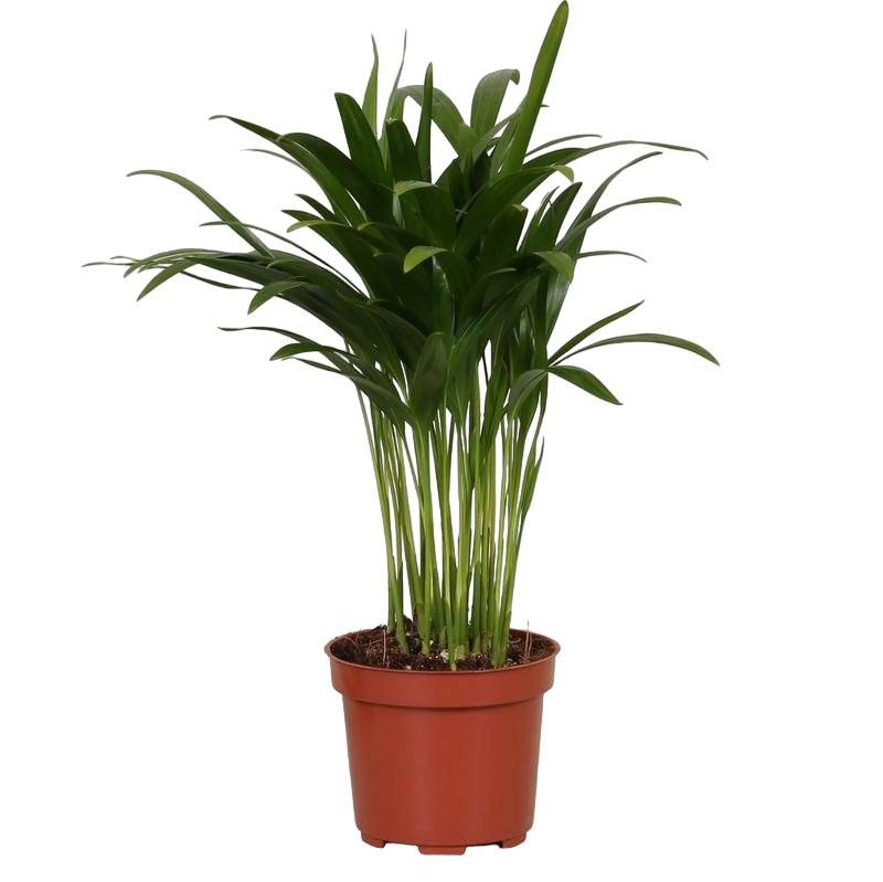 La Green Touch - Palmier Areca 35cm - Plante d'intérieur- La Green Touch - Imagen 2